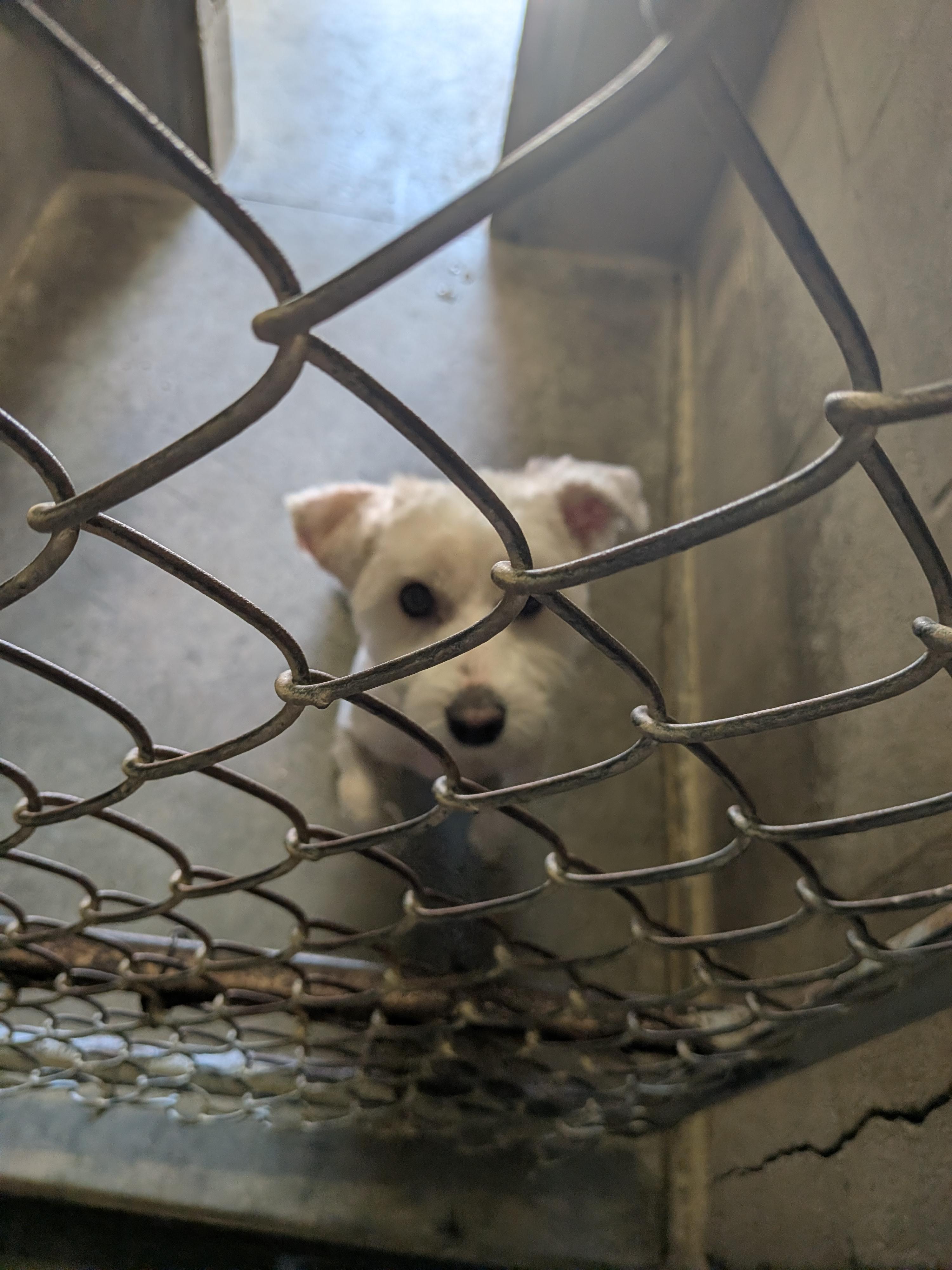 Enlarge Chance, a Adoptable mixed breed in Hermiston, OR image 3/4