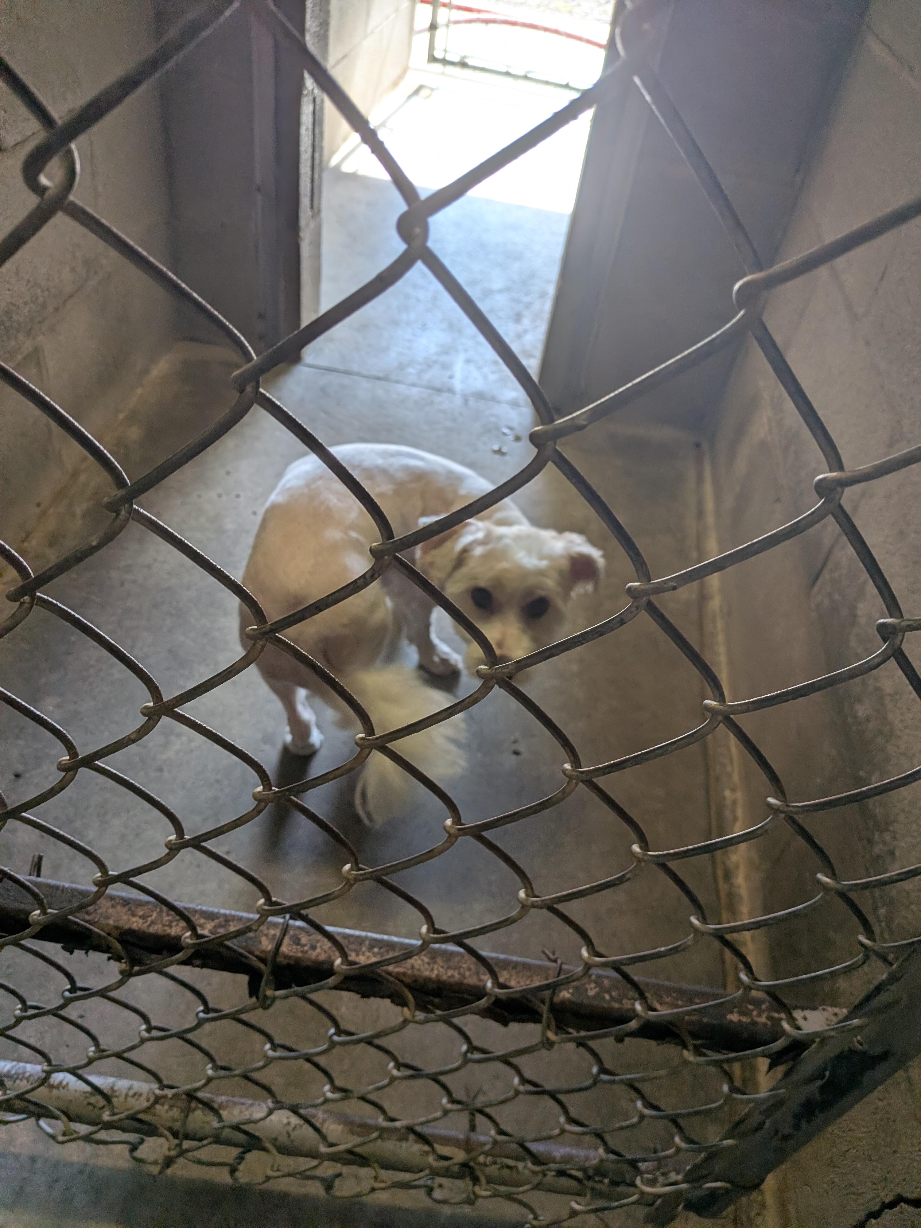 Enlarge Chance, a Adoptable mixed breed in Hermiston, OR image 2/4