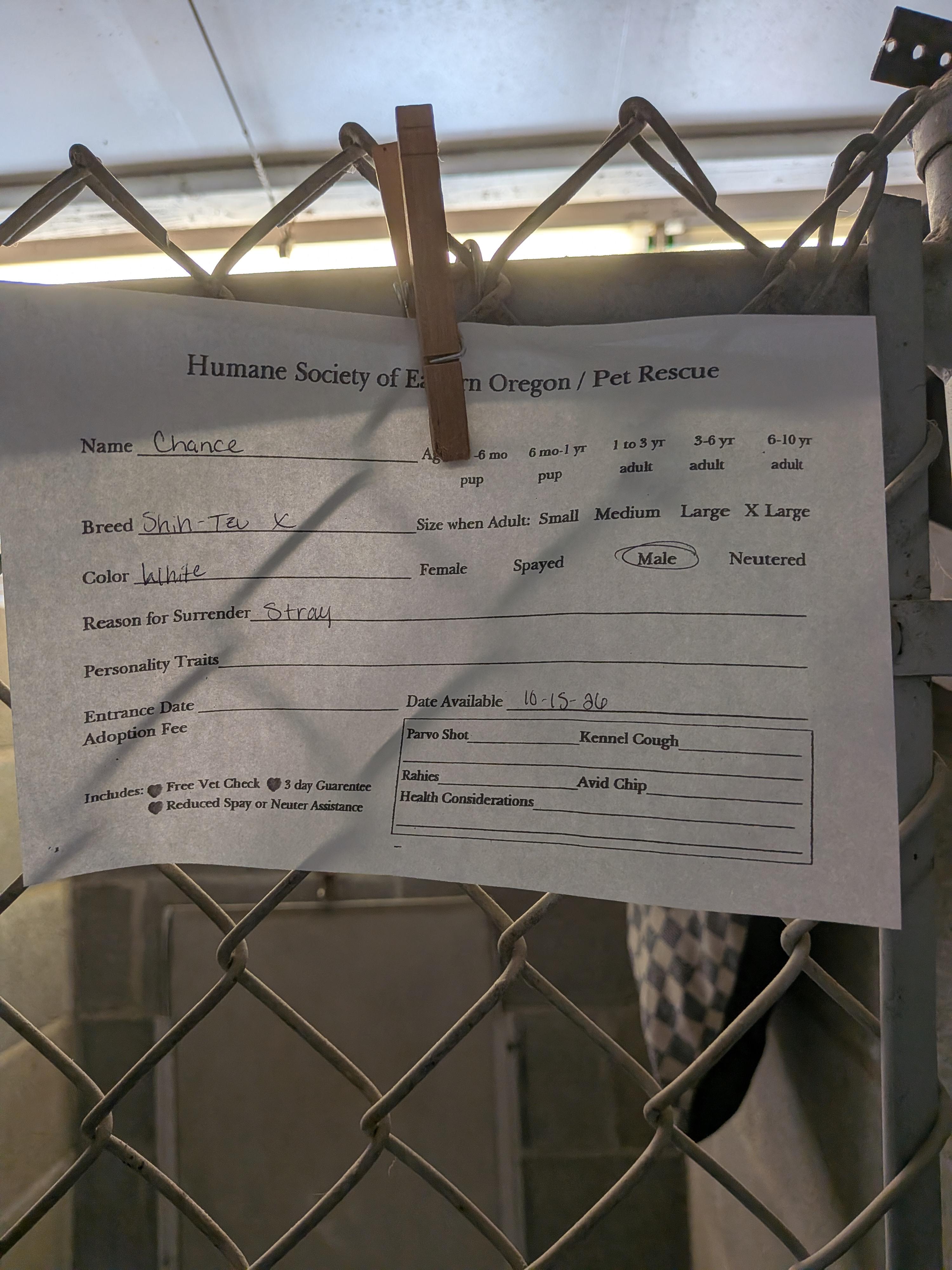 Enlarge Chance, a Adoptable mixed breed in Hermiston, OR image 4/4