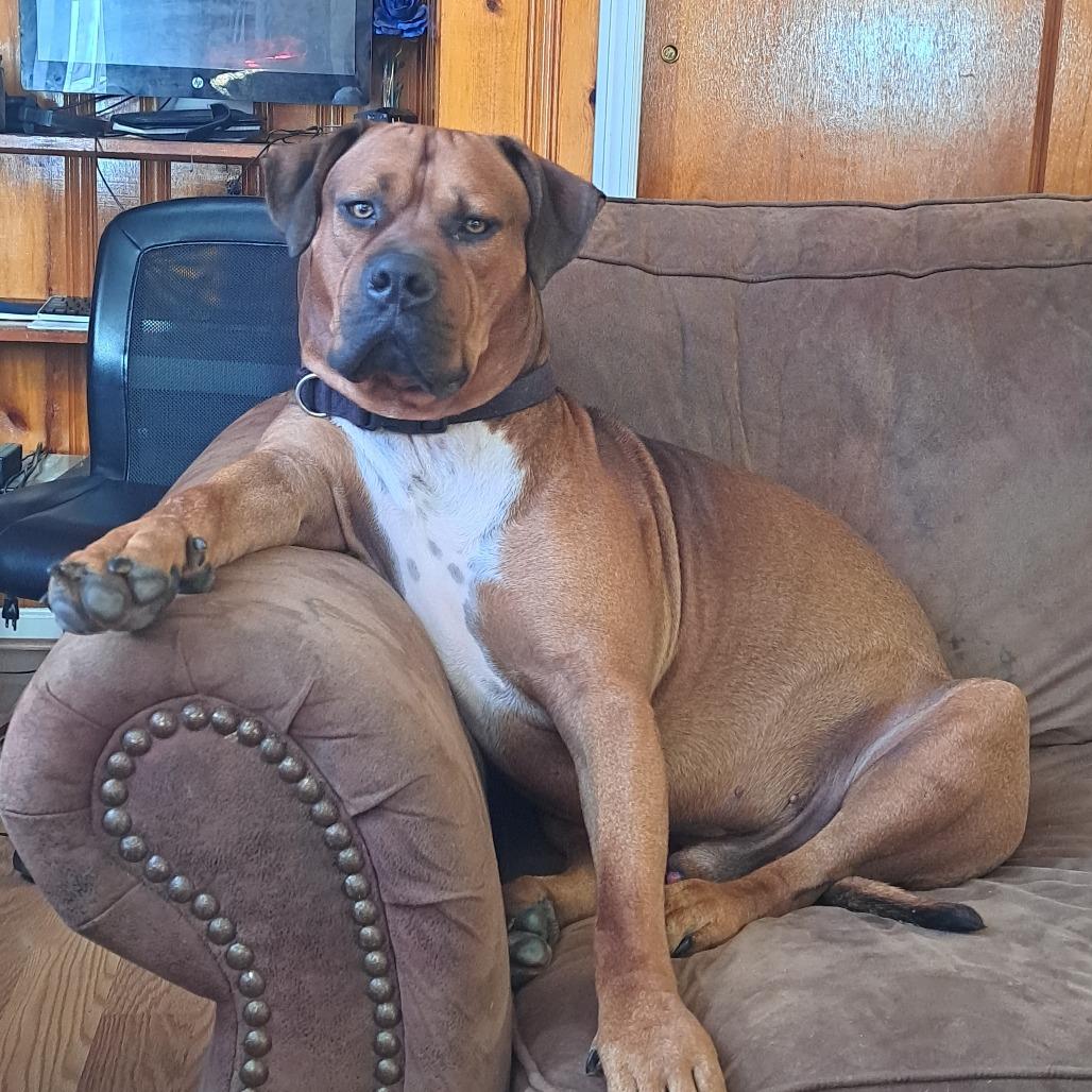 Enlarge Brown Suga, a Adoptable Mixed Breed in Chattanooga, TN image 1/1