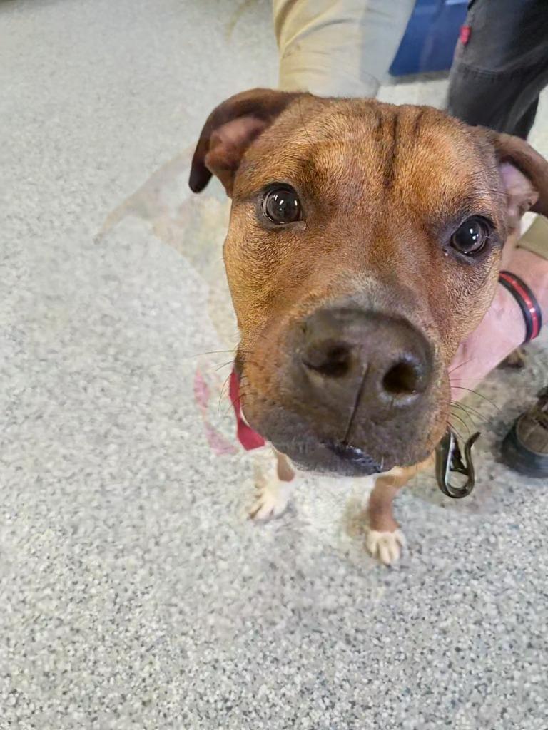 Enlarge BRAGG, a Adoptable mixed breed in Athens, AL image 1/2