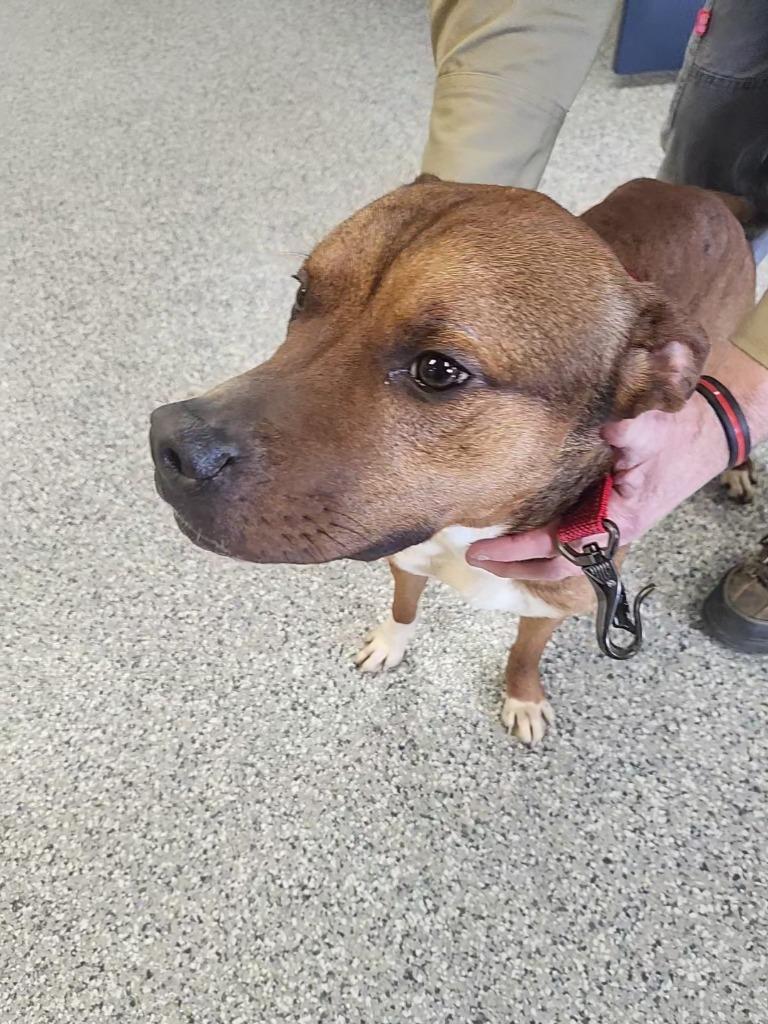 Enlarge BRAGG, a Adoptable mixed breed in Athens, AL image 2/2