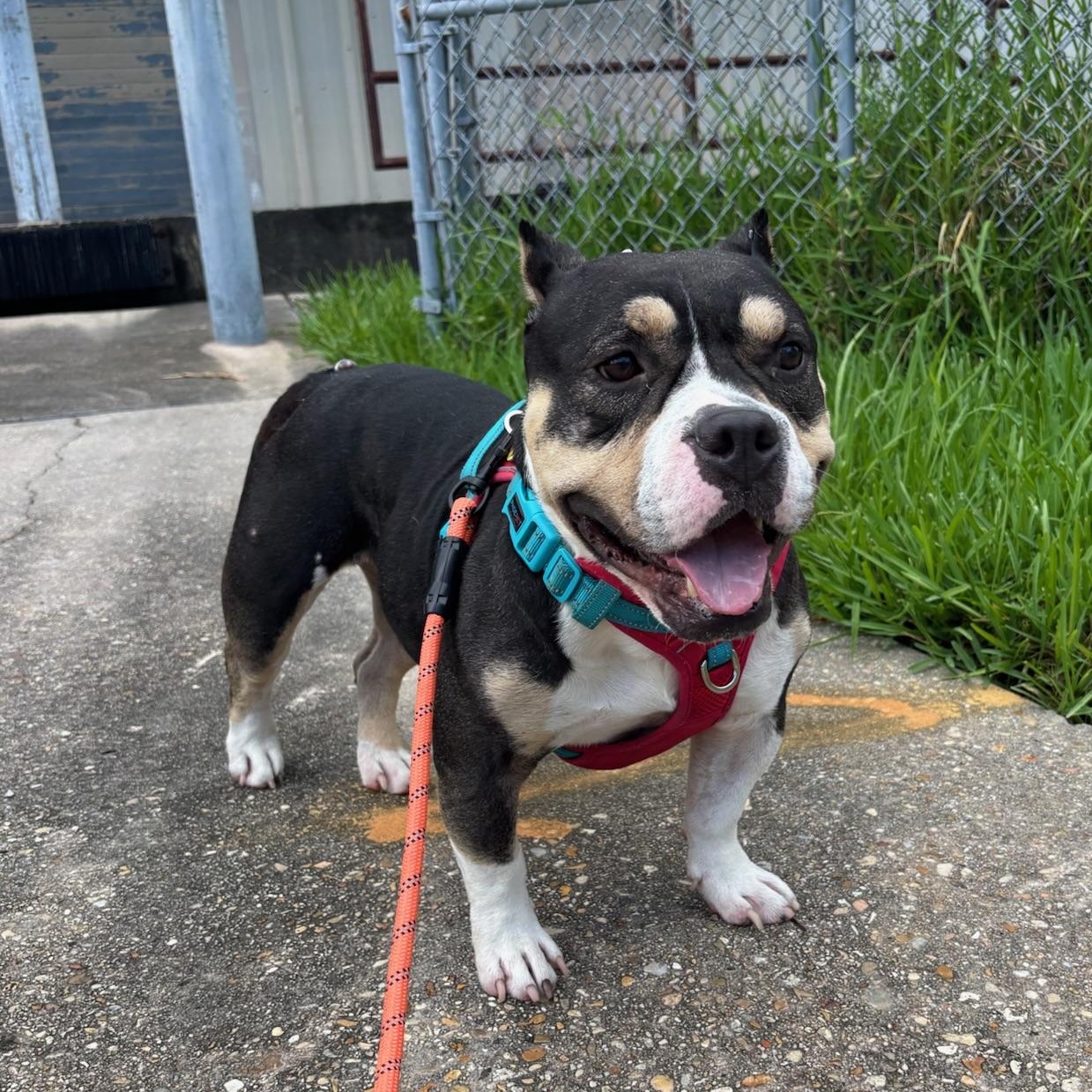 Dragon, ADOPTABLE, Adult Male American Bully.