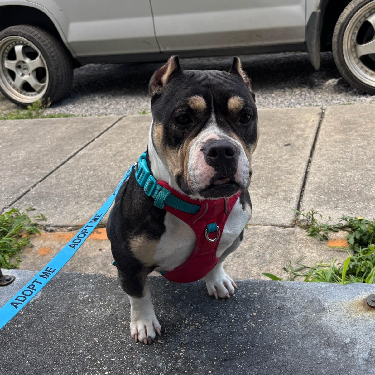 Dragon, a ADOPTABLE mixed breed in New Orleans, LA image 5/5