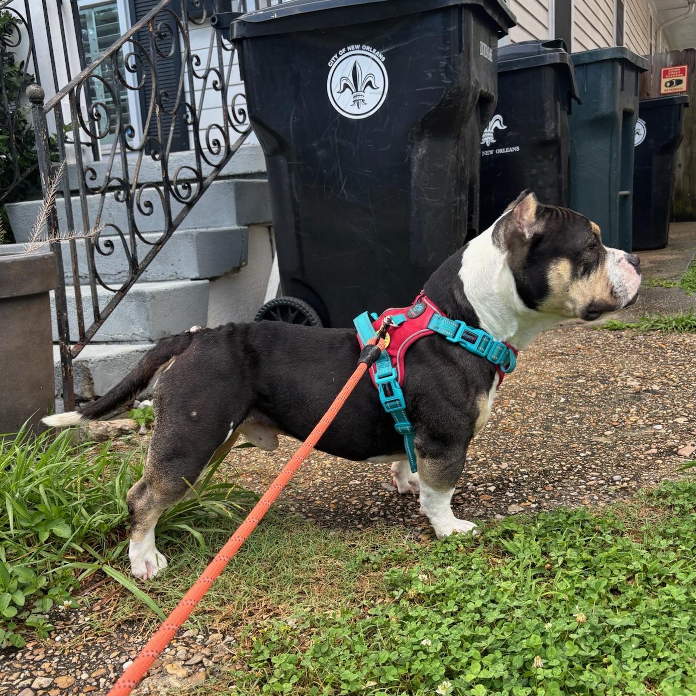 Dragon, a ADOPTABLE mixed breed in New Orleans, LA image 2/5