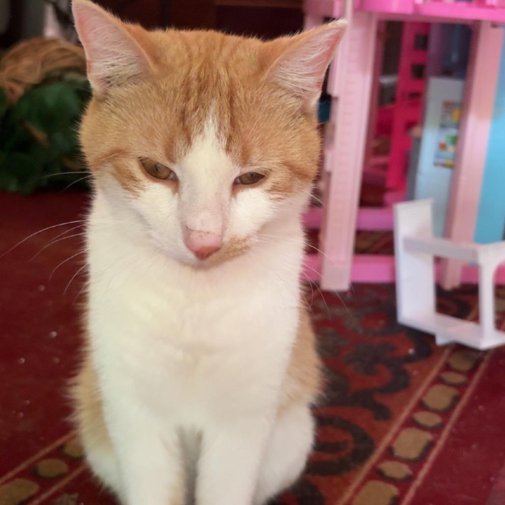 Enlarge Tigger, a Adoptable Domestic Short Hair in Tulsa, OK image 1/1