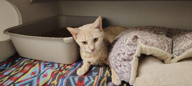 Cashmere, Adoptable, Adult Female Domestic Short Hair.