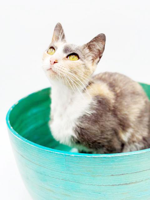 Enlarge Scrabble is so darn cute and fluffy too!  VIDEO!!  Bobtail angel snuggler!, a Adoptable mixed breed in Bedford Hills, NY image 6/6