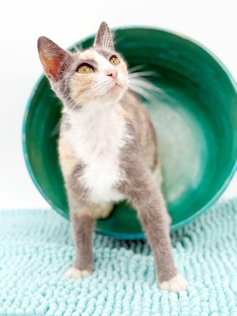 Enlarge Scrabble is so darn cute and fluffy too!  VIDEO!!  Bobtail angel snuggler!, a Adoptable mixed breed in Bedford Hills, NY image 3/6