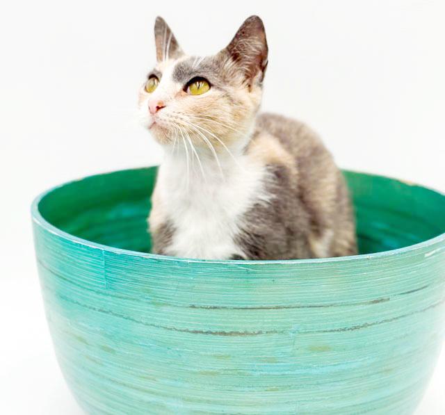 Enlarge Scrabble is so darn cute and fluffy too!  VIDEO!!  Bobtail angel snuggler!, a Adoptable mixed breed in Bedford Hills, NY image 2/6