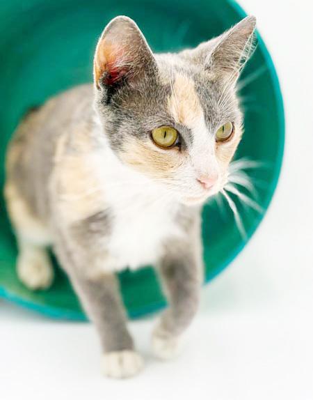 Enlarge Scrabble is so darn cute and fluffy too!  VIDEO!!  Bobtail angel snuggler!, a Adoptable mixed breed in Bedford Hills, NY image 5/6