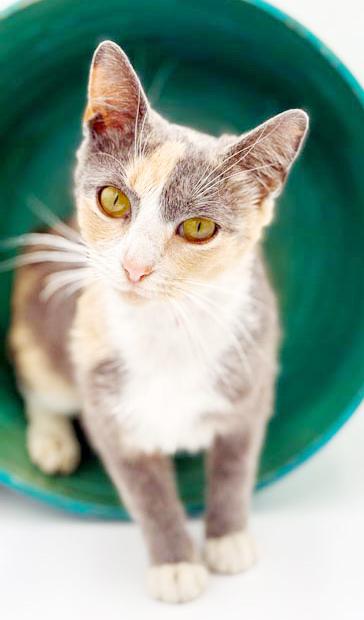 Scrabble is so darn cute and fluffy too!  VIDEO!!  Bobtail angel snuggler!, Adoptable, Young Female American Bobtail & Calico.