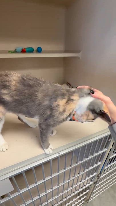 Enlarge Scrabble is so darn cute and fluffy too!  VIDEO!!  Bobtail angel snuggler!, a Adoptable mixed breed in Bedford Hills, NY video 4/6