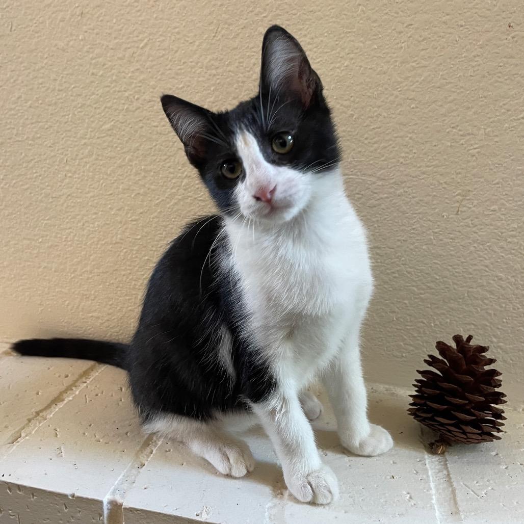 Shasta, Adoptable, Kitten Female Domestic Short Hair.