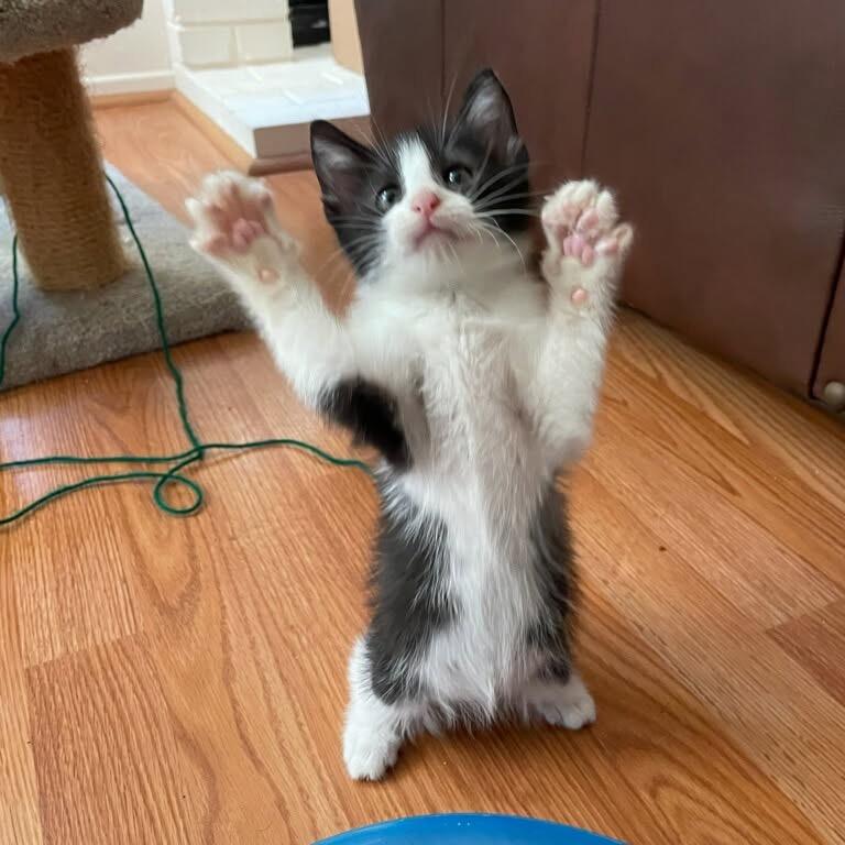 Shasta, a Adoptable Domestic Short Hair in Escondido, CA image 2/6