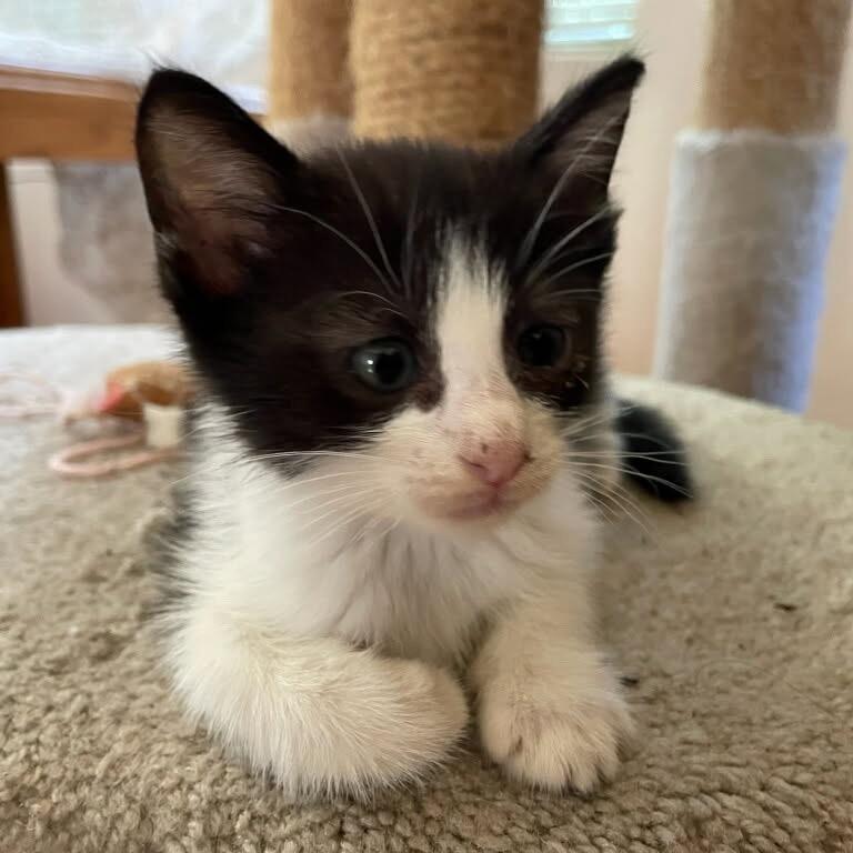 Shasta, a Adoptable Domestic Short Hair in Escondido, CA image 3/6