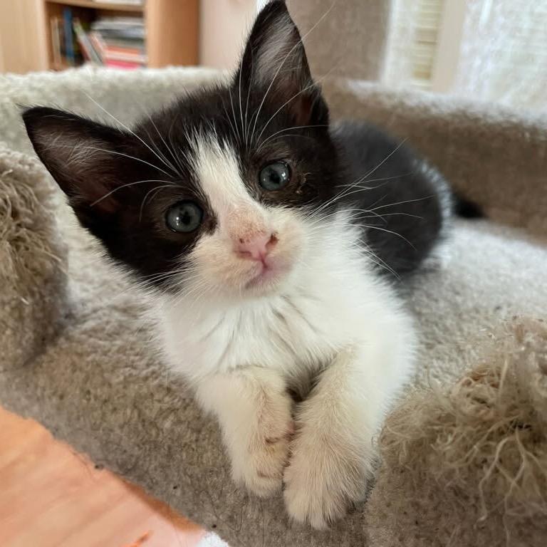 Shasta, a Adoptable Domestic Short Hair in Escondido, CA image 5/6