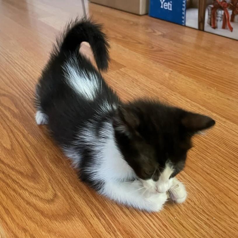 Shasta, a Adoptable Domestic Short Hair in Escondido, CA image 6/6