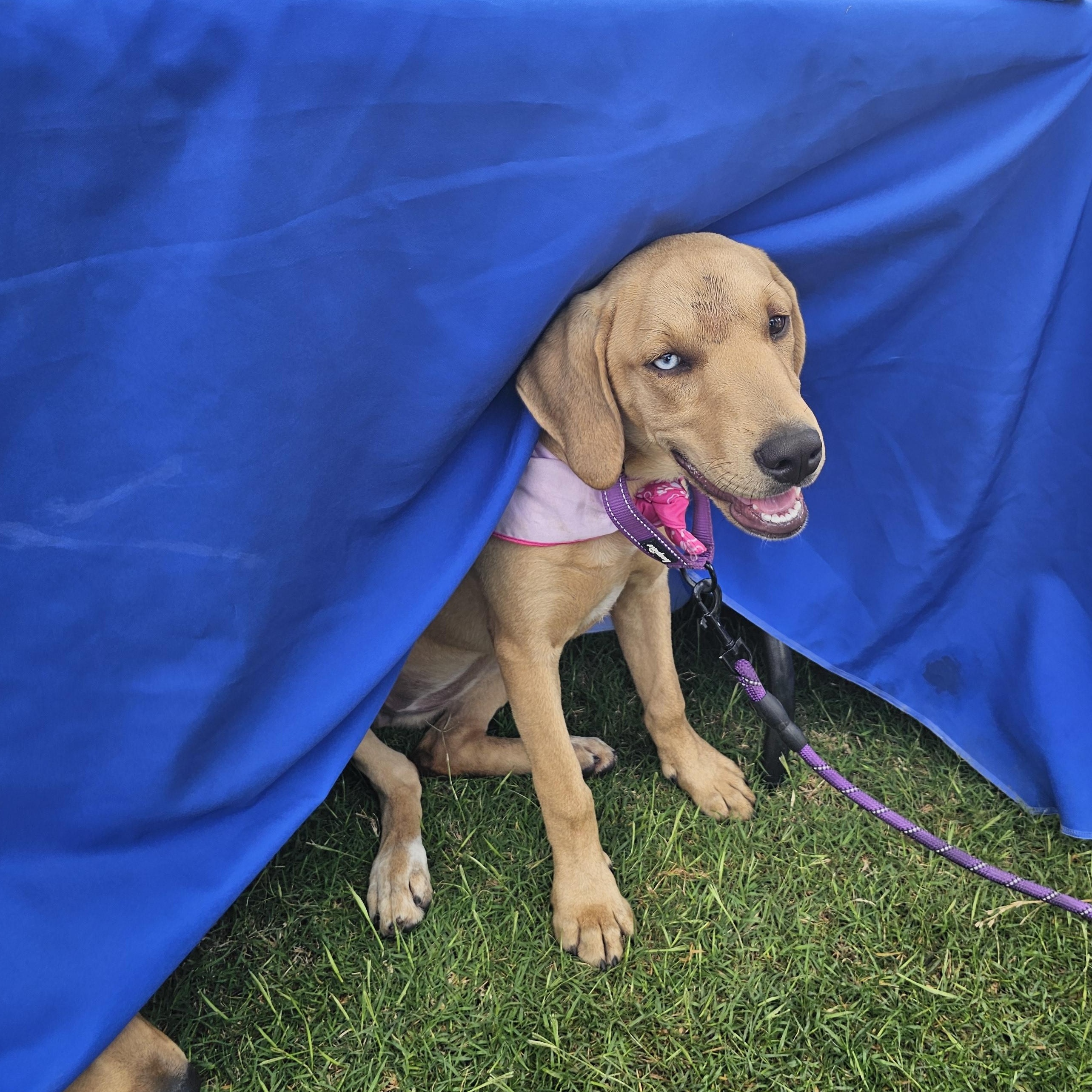 Bingo, an adoptable mixed breed in Cleveland, OK image 2/2