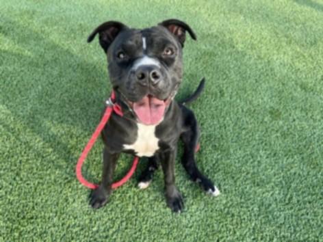 Enlarge LILY, a Adoptable Pit Bull Terrier in Los Angeles, CA image 1/1