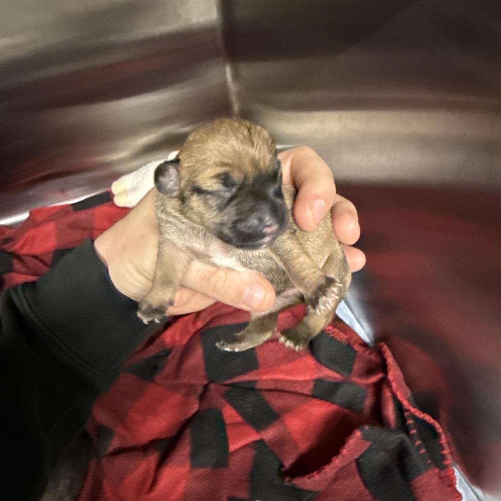 Enlarge Zsa' Zsa' C-34389, a Adoptable Chihuahua in Oklahoma City, OK image 5/6