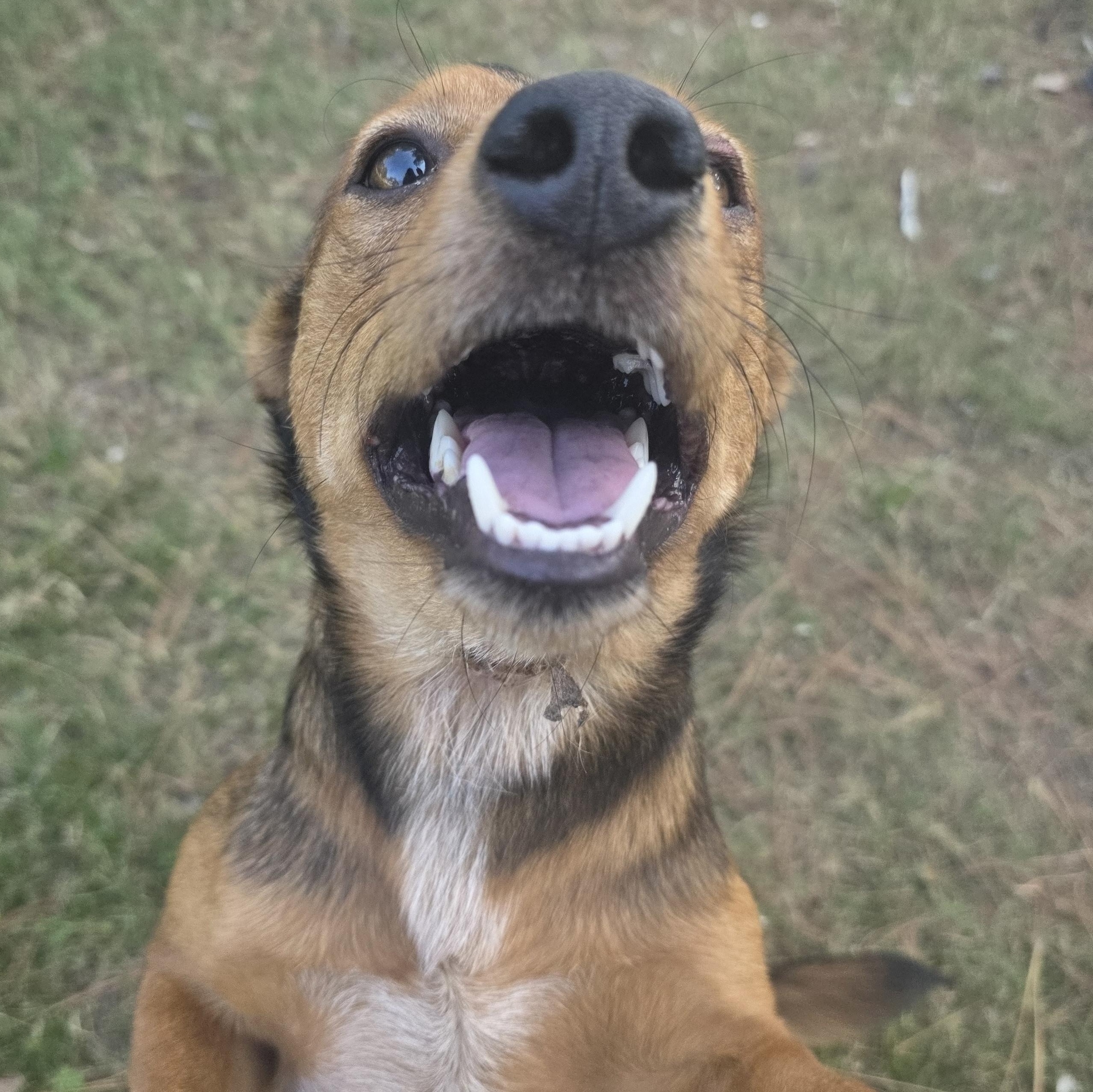 Enlarge Tokyo, an adopted mixed breed in Middletown , VA image 4/4