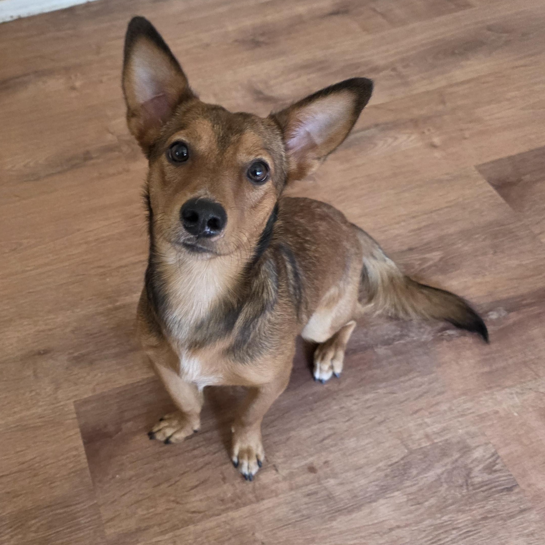 Enlarge Tokyo, an adopted mixed breed in Middletown , VA image 3/4