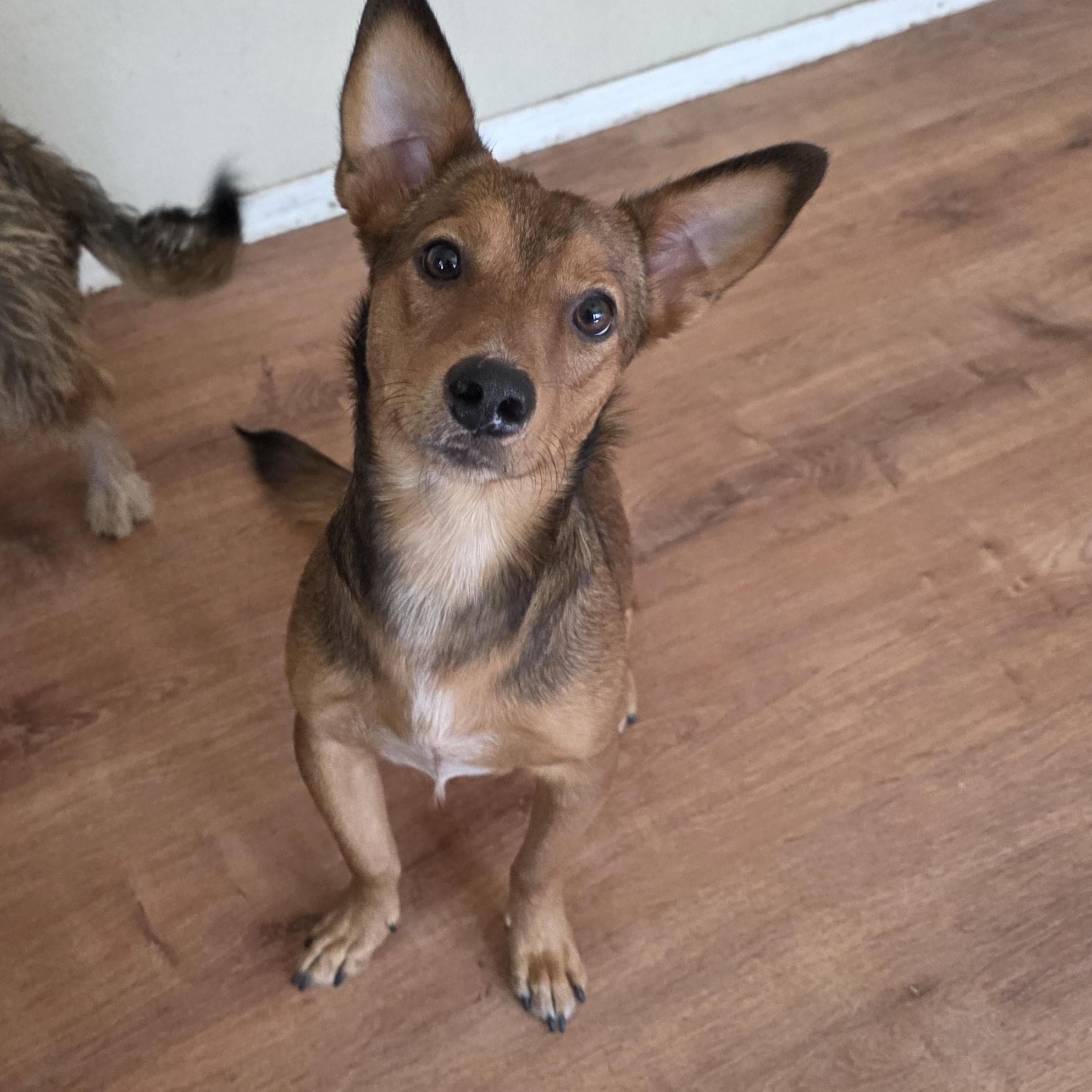 Tokyo, adopted, Young Male Terrier.