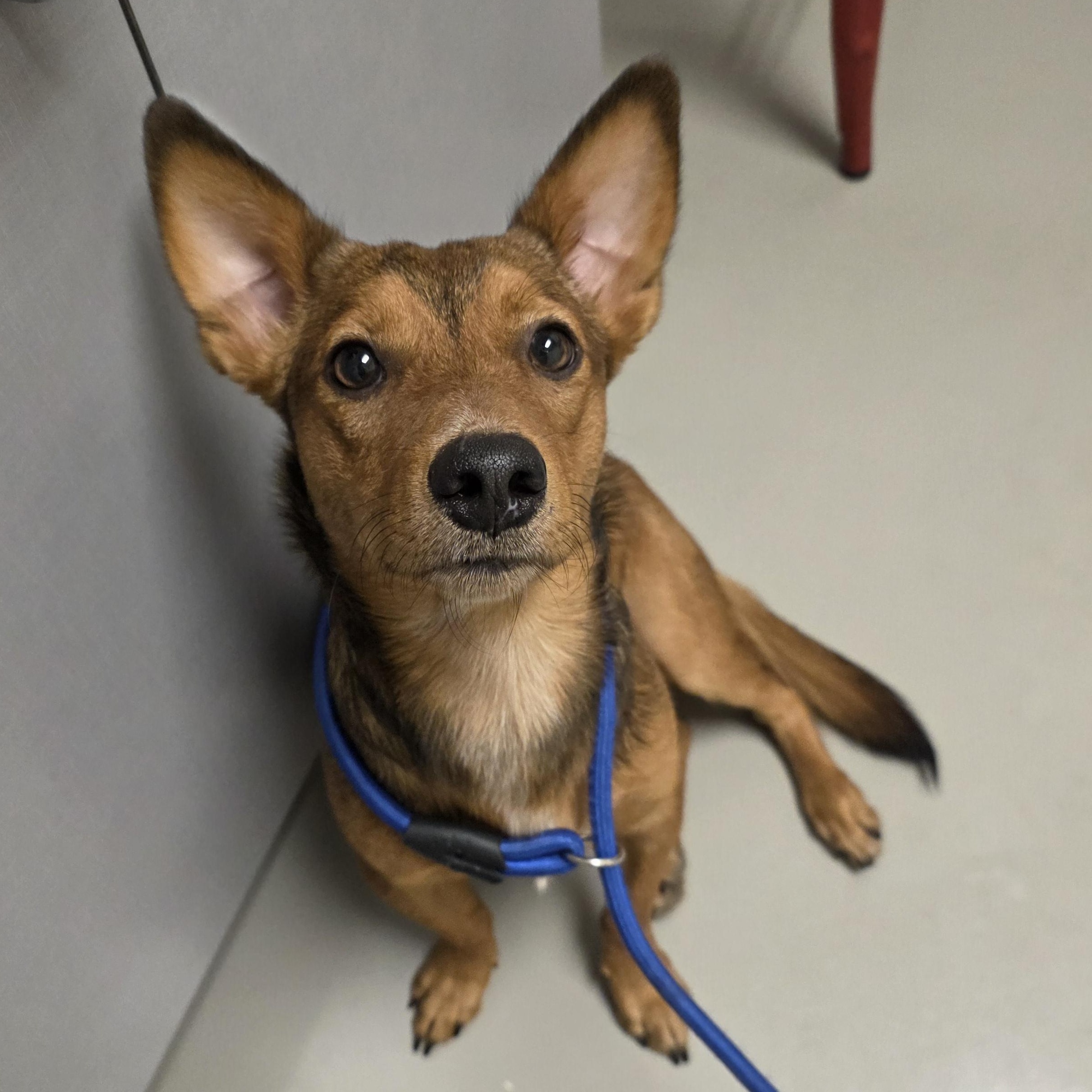 Enlarge Tokyo, an adopted mixed breed in Middletown , VA image 2/4