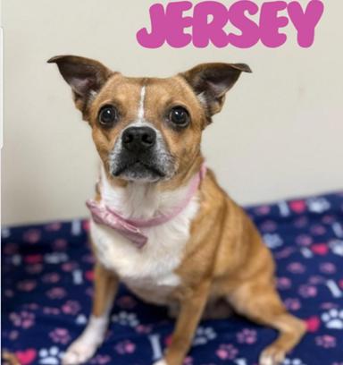 Jersey, ADOPTABLE, Adult Female Puggle.
