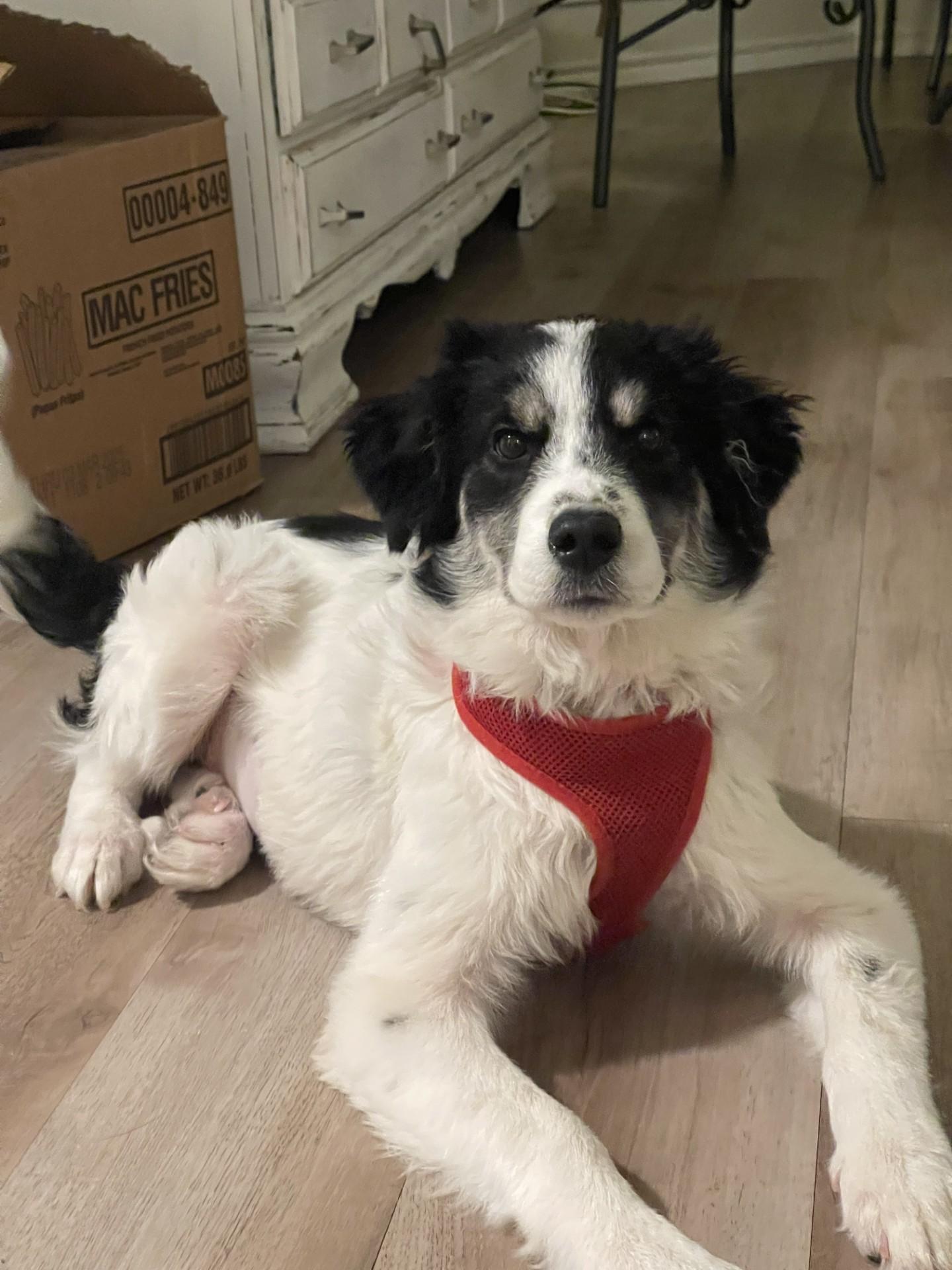 Enlarge Georgie, an adopted mixed breed in Flower Mound, TX image 2/5
