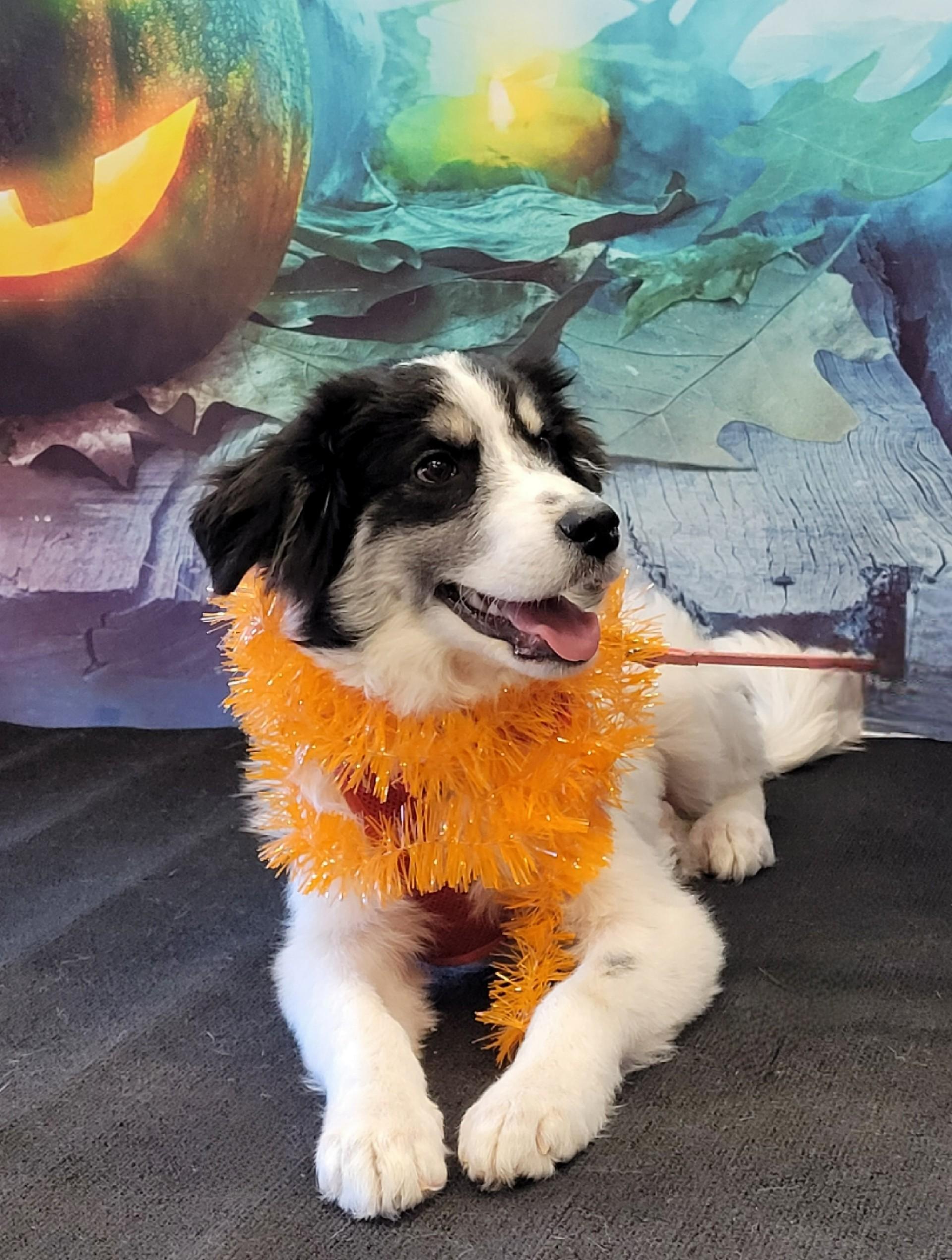 Enlarge Georgie, an adopted mixed breed in Flower Mound, TX image 1/5