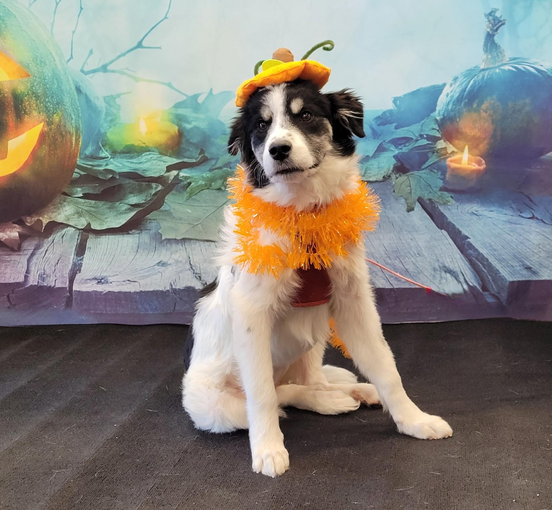 Enlarge Georgie, an adopted mixed breed in Flower Mound, TX image 5/5