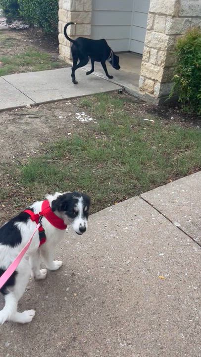 Enlarge Georgie, an adopted mixed breed in Flower Mound, TX video 4/5