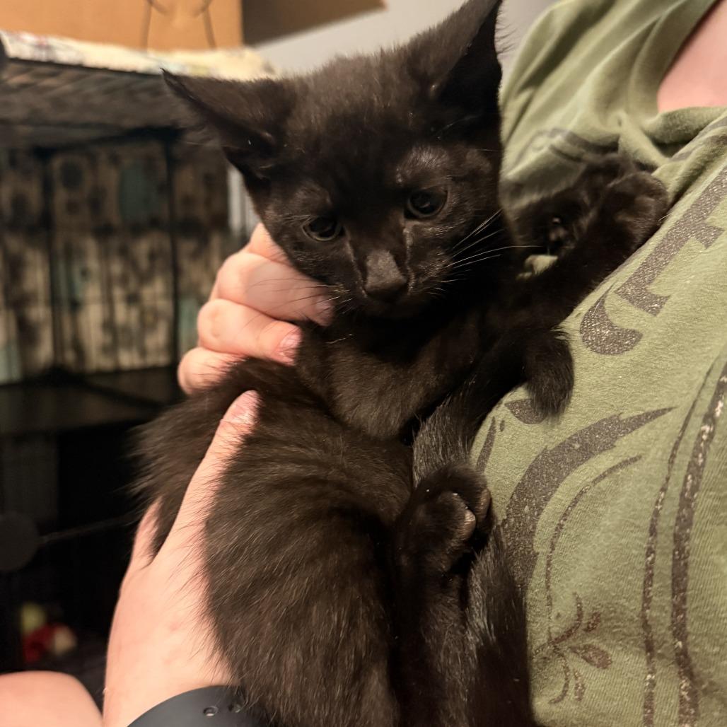 Enlarge Gomez Addams, a Adoptable Domestic Short Hair in Delaware, OH image 1/1