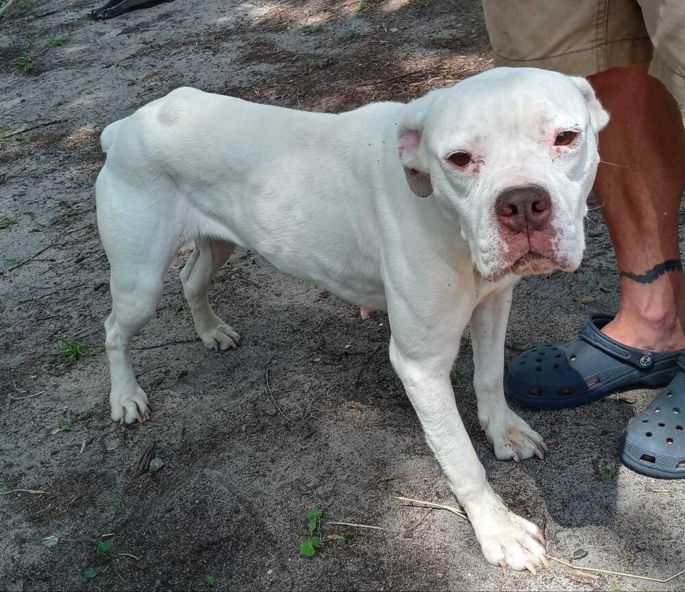 Enlarge Melanie, a Adoptable mixed breed in Ridgeland, SC image 1/3