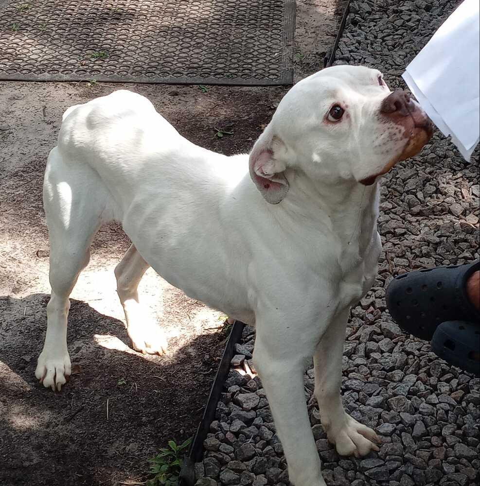 Enlarge Melanie, a Adoptable mixed breed in Ridgeland, SC image 2/3
