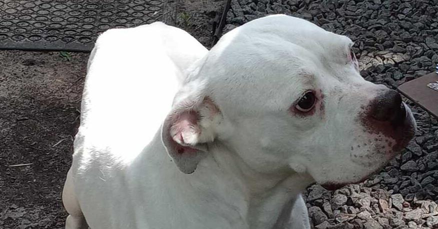 Enlarge Melanie, a Adoptable mixed breed in Ridgeland, SC image 3/3