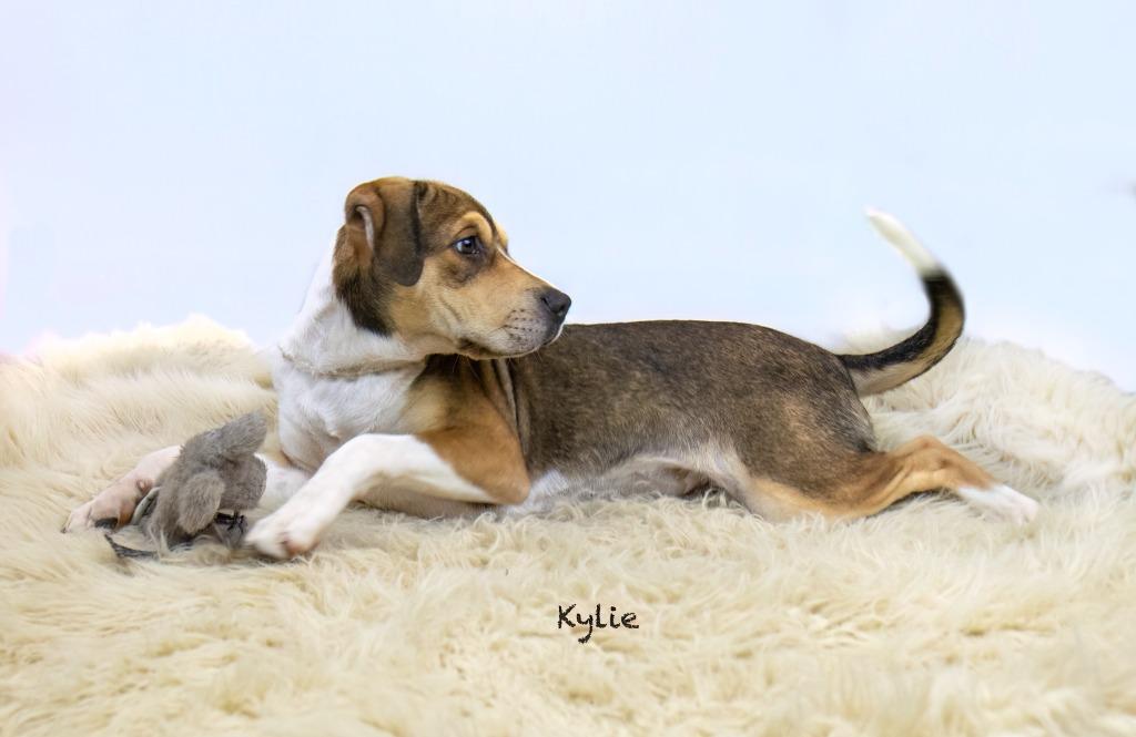 Kylie, a Adoptable mixed breed in Hot Springs Village, AR image 1/4