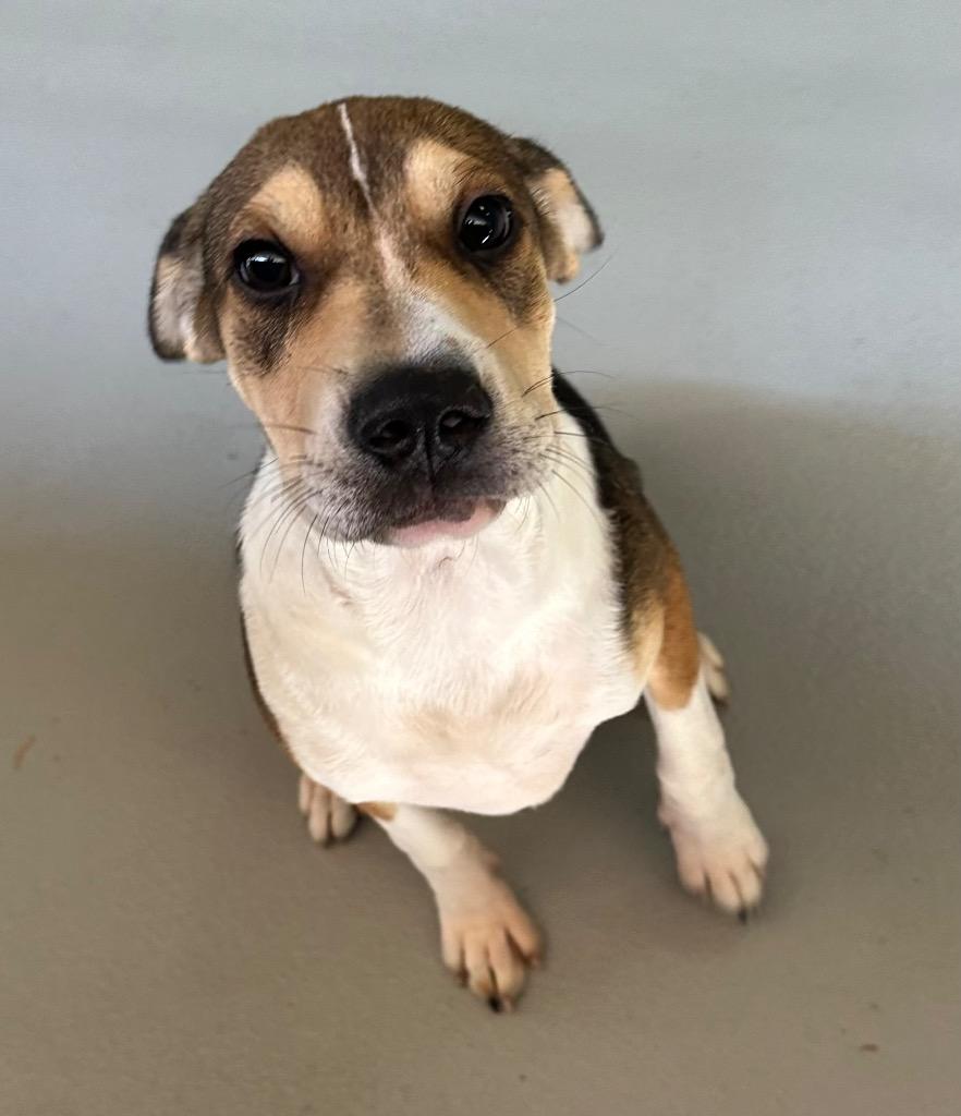 Kylie, a Adoptable mixed breed in Hot Springs Village, AR image 2/4