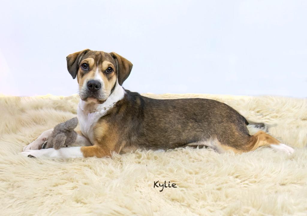Kylie, a Adoptable mixed breed in Hot Springs Village, AR image 3/4