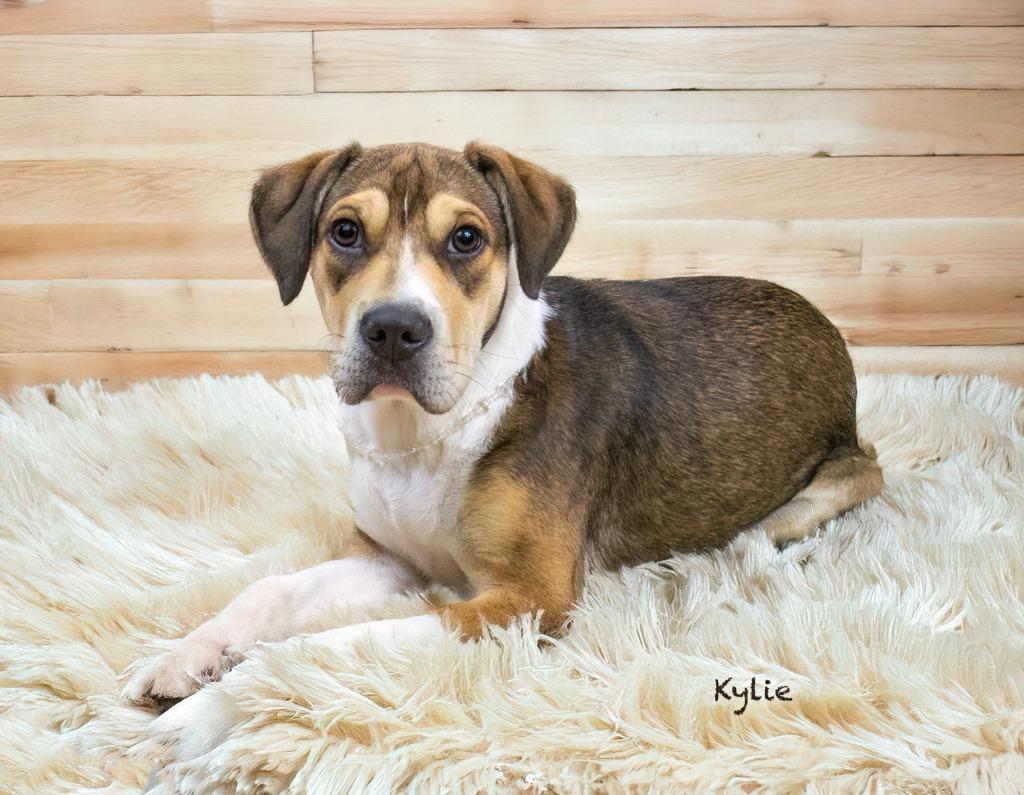Kylie, a Adoptable mixed breed in Hot Springs Village, AR image 4/4