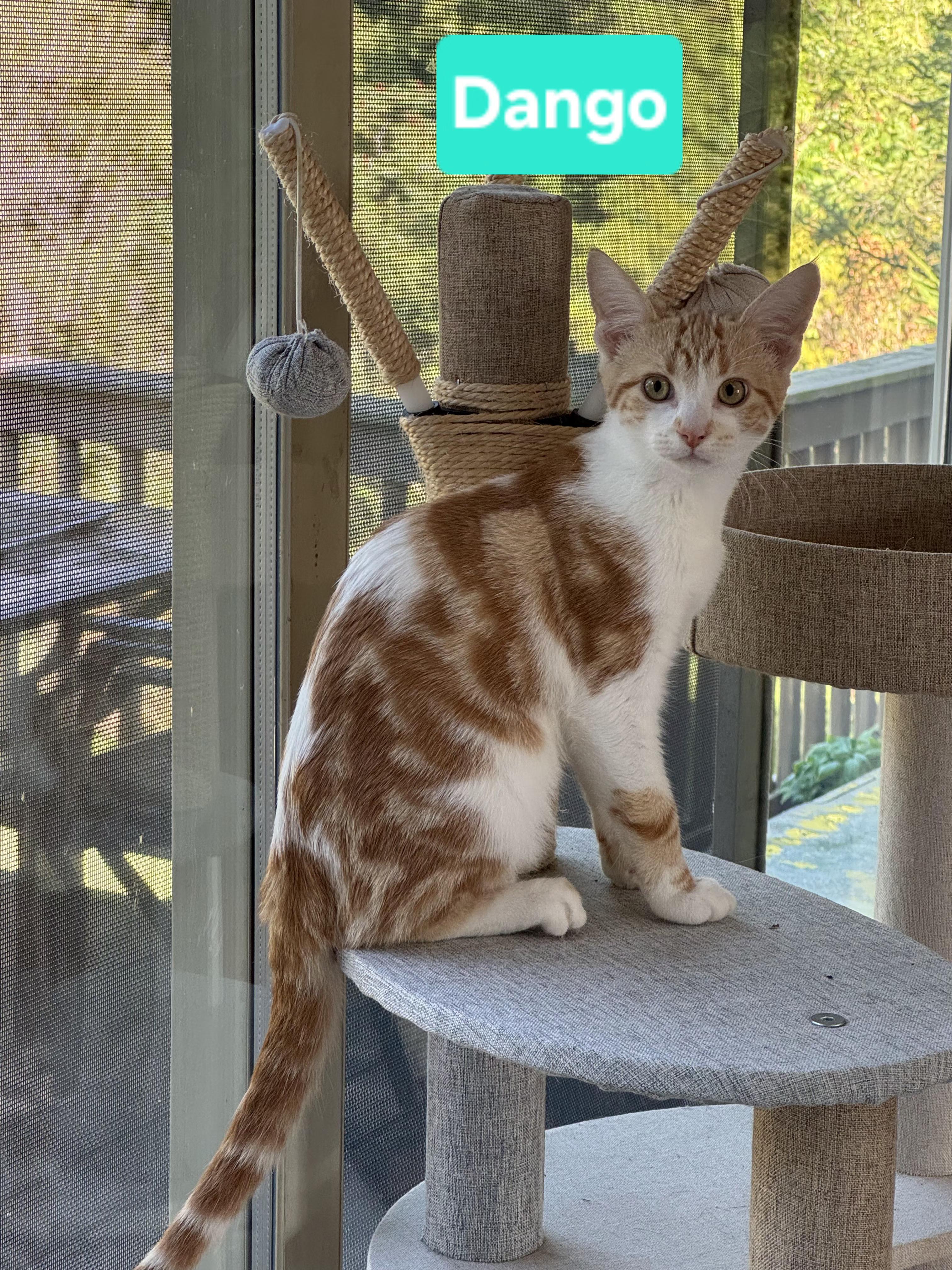 Dango and Matcha, Adoptable, Kitten Female Domestic Short Hair.
