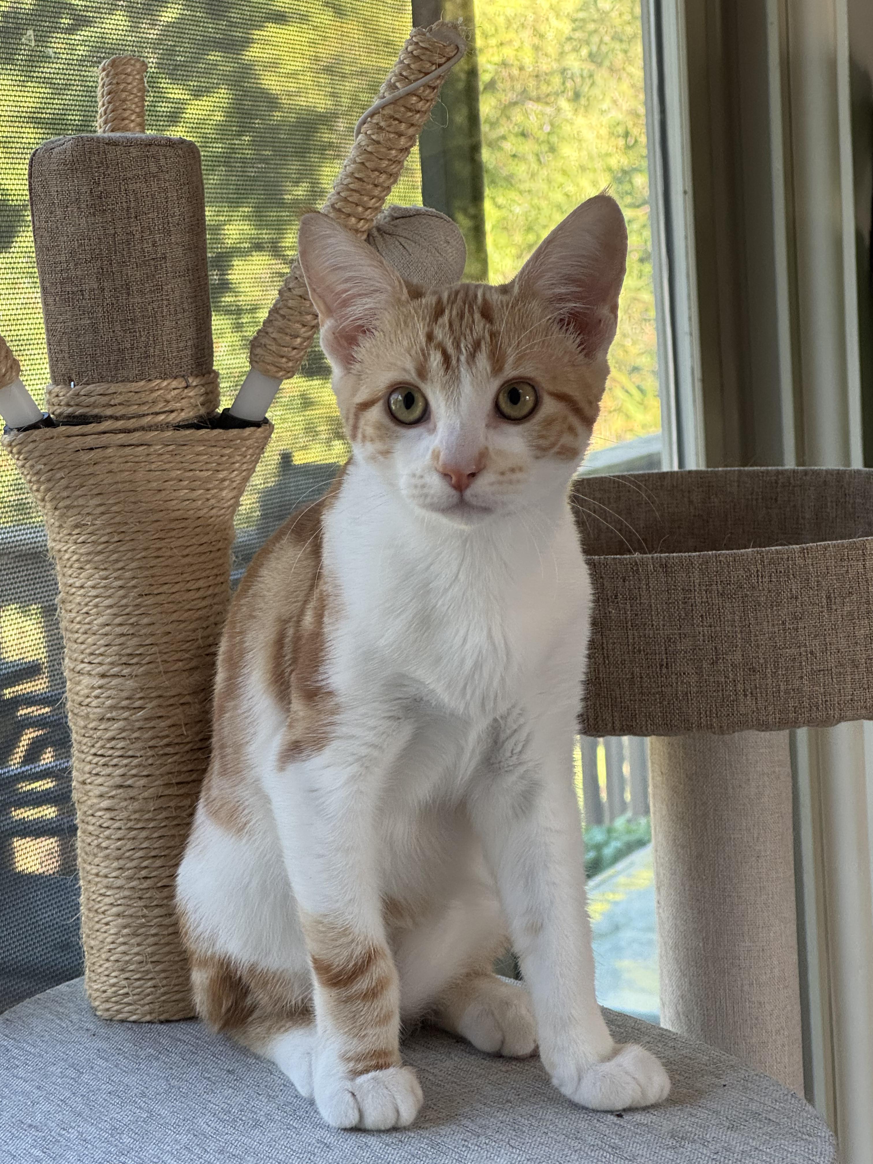 Enlarge Dango and Matcha, a Adoptable Domestic Short Hair in Brighton, MI image 2/6