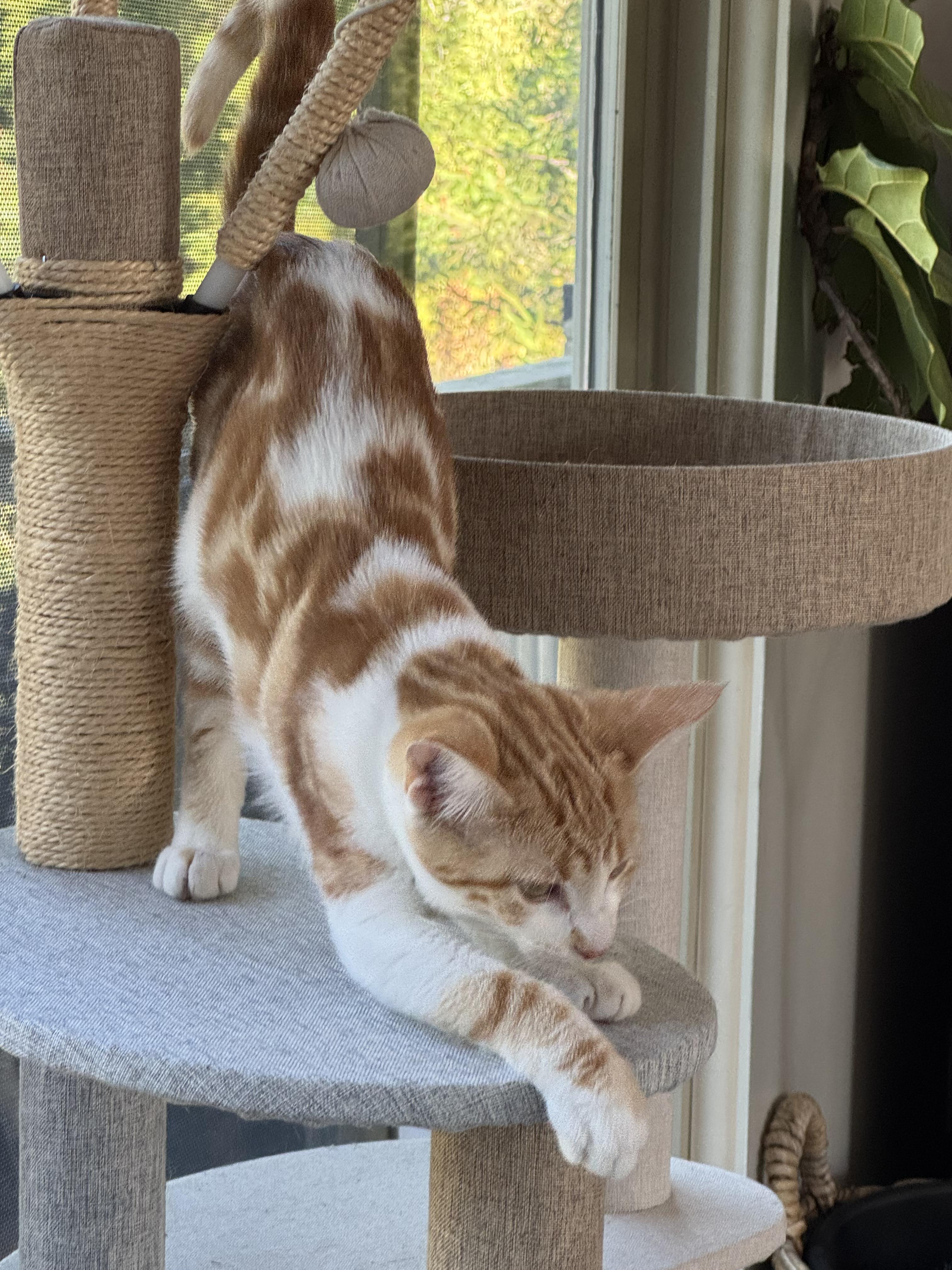 Enlarge Dango and Matcha, a Adoptable Domestic Short Hair in Brighton, MI image 5/6