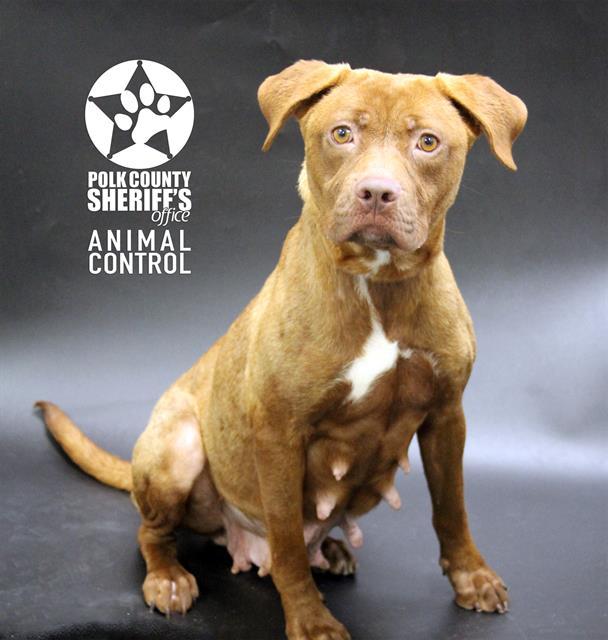 COCO, Adoptable, Adult Female American Bulldog & Mixed Breed.