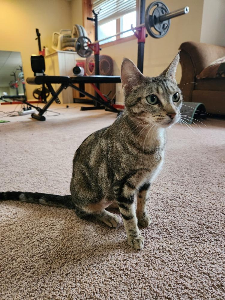 Betty Crocker, Adoptable, Young Female Domestic Short Hair.