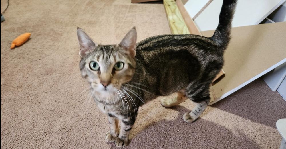 Betty Crocker, a Adoptable Domestic Short Hair in Wheaton, IL image 2/6