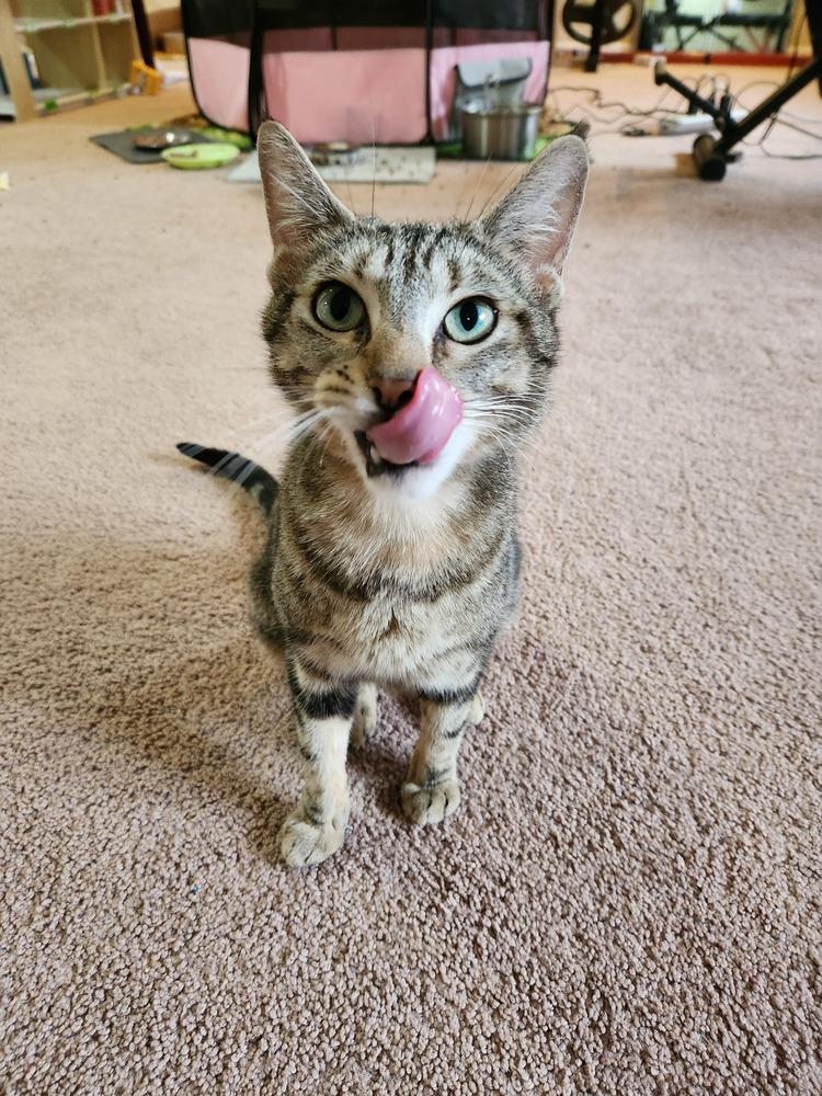 Betty Crocker, a Adoptable Domestic Short Hair in Wheaton, IL image 5/6