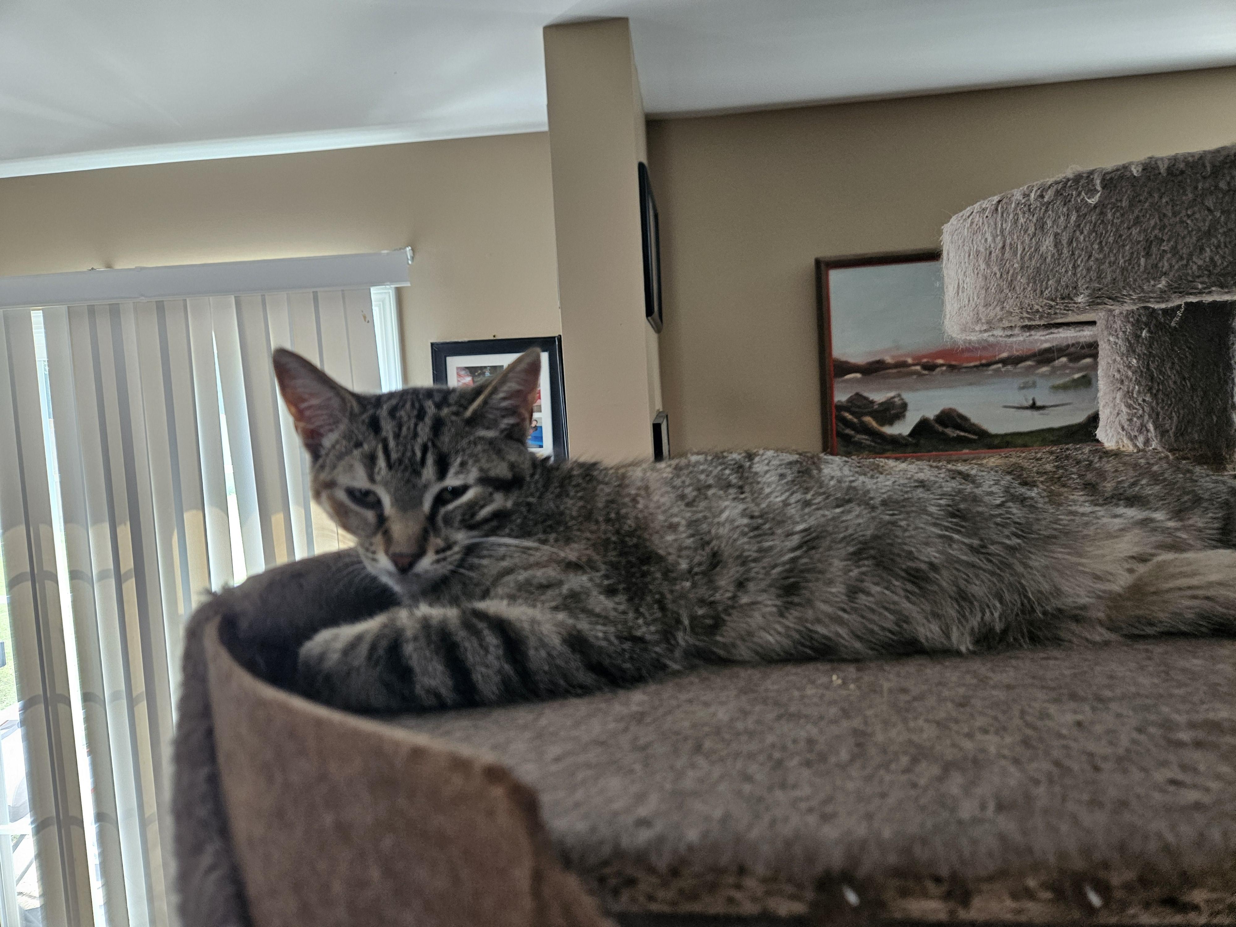 Enlarge Bitys, a Adoptable Domestic Short Hair in Moore, SC image 2/2